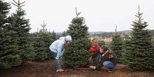 Save The Environment Chop Down A Real Christmas Tree Huffpost Canada Life