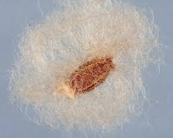 Image result for Arctotheca