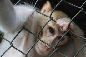 Image result for monkey caged