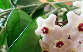 Check out our hoya krimson princess plant selection for the very best in unique or custom, handmade pieces from our house plants shops. Hoya Krimson Princess Care Tips Hoya Carnosa Plant