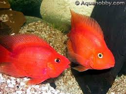 blood parrot cichlid aquariumpros inc minnesota