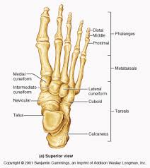 Pin By Kim Costilow On Edumacation Anatomy Bones Anatomy And Physiology Human Body Anatomy