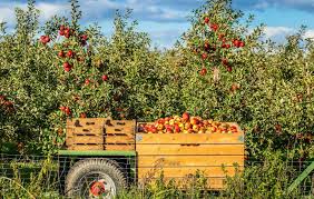 Breezy hill orchard, based in the hudson valley, features seasonal fruit and ciders at many of the greenmarkets. Julian Apple Picking Season Is Now Best Orchards Tastiest Apple Pies