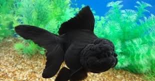 La Protuberance Des Orandas Classification Et Soins Poisson or dans le violetta aquarium poisson rouge daquarium daquarium de poissons. la protuberance des orandas