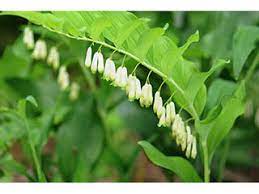 Their rhizomes, leaves, and stems can be served raw or cooked as. Polygonatum Biflorum Smooth Solomon S Seal Native Plants Of North America