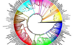 Researchers Map The Evolution Of Dog Breeds