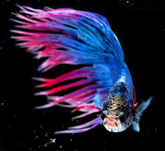 Crown Tail Siamese Fighting Fish Betta Splendens Siamese Fighting Fish Betta Betta Fish