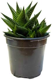 Image result for Haworthia limifolia