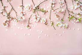 Cool laptop wallpapers desktop hd wallpapers hd laptop wallpapers laptop aesthetic wallpapers tumblr laptop wallpapers. Spring Almond Blossom Flowers And Petals Over Light Pink Background Pink Flowers Background Pink Wallpaper Laptop Desktop Wallpaper Art