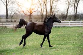 Wenn der reiter das pferd auffordert, aus einem galopp zu galoppieren, fordert er das pferd einfach auf, seinen schritt zu verlängern. Pferd Im Galopp Natur Kostenloses Foto Auf Pixabay