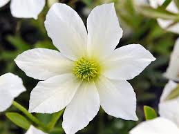Check spelling or type a new query. Clematis Powojnik Joe Nasze Krzewy Krzewy I Sadzonki