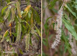 Image result for Faurea rochetiana