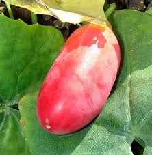 Image result for Coccinia