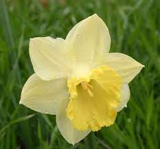 Best time to plant spring flowers in georgia. Bulbs When To Plant In Fall Walter Reeves The Georgia Gardener