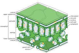 Overview Of Photosynthesis Boundless Biology