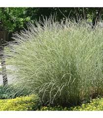 Image result for Pycreus gracillimus