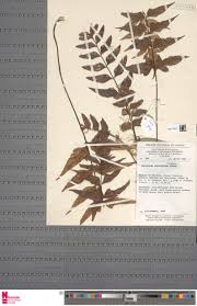 Image result for Asplenium cancellatum