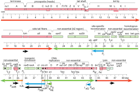 Maybe you would like to learn more about one of these? Bacteriophage Lambda Early Pioneer And Still Relevant Sciencedirect