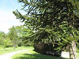 There is always something fun happening in caitie's classroom! The Monkey Puzzle Tree An Unusual And Endangered Plant Owlcation