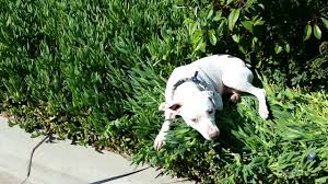 Due to their love of everyone and everything! The Definitive Dalmatian Pitbull Mix Guide
