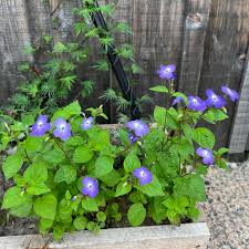 Image result for Browallia americana