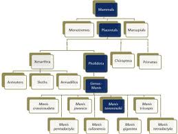 Pangolin Classification