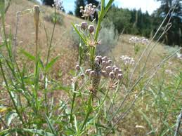 Image result for Asclepias foliosa