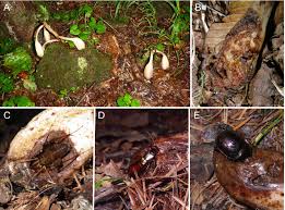Heterotroph lies in the organism's ability to either produce its own food or need to ingest food. Seed Dispersal In The Mycoheterotrophic Orchid Yoania Japonica Further Evidence For Endozoochory By Camel Crickets Suetsugu 2018 Plant Biology Wiley Online Library
