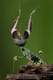 Devils flower mantis need a constant supply of food, so ensure that flying prey is readily available to eat. Devil Flower Emperor Mantid Idolomantis Diabolica Paul Bratescu