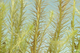 Image result for Mayaca