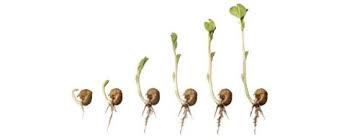 Image result for Radinosiphon leptostachya