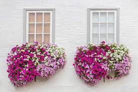 Download and use 10,000+ flower bouquet stock photos for free. 10 Best Flowers For Window Boxes In Shade Garden Lovers Club