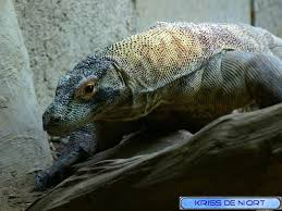 Http Faaxaal Forumgratuit Ca T31 Dragon De Komodo Varan De Komodo Varanus Komodoensis Varan De Komodo Photo Animaux Faune