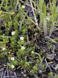 Image result for Cliffortia serpyllifolia