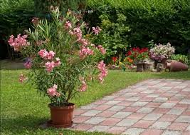 Quel engrais pour laurier rose. Comment Tailler Le Laurier Rose Et Le Laurier Palme Guide 2021
