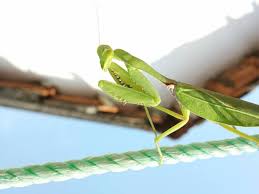 The larger group of these insects is more properly called the praying mantis. How To Attract Praying Mantises To Your Garden Dengarden