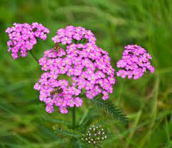Yarrow Achillea Millefolium Extract Several Studies Have Shown The Healing Properties Of Drought Tolerant Perennials Succulent Landscape Design Hardy Plants