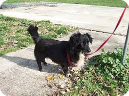 Black And Brown Dachshund Mix Lucky Adopted Dog Paris Il Border Collie Dachshund Mix Dachshund Mix Border Collie Dogs