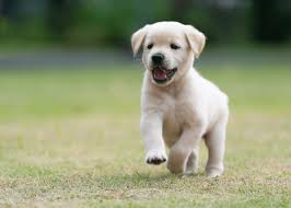 The most common health issue for the golden is cancer, according to the golden retriever club of america. What To Feed Your Golden Retriever Puppy