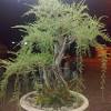 Beakea is not uncommon species in asia. 1