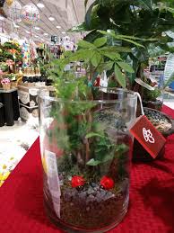 Harris teeter flowers plantation pharmacy. The Flower Gallery Posts Facebook