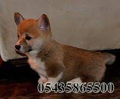 corgi kopek fiyatlari http welsh corgi yavruilani com corgi kopek fiyatlari corgi kopek