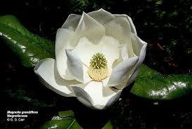 Image result for Magnoliaceae