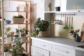 Sono considerate piante d'appartamento o piante ornamentali da appartamento tutte le specie di origine esotica che, non potendo vivere nor. 10 Piante Da Interno Come Prendersene Cura