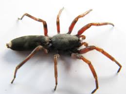 Have You Been Bitten By A White Tail Spider Nz Herald