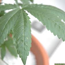 Rusty pots and pans don't have to go straight to the trash can. Orange Rust Spots On Older Leaves Pics 420 Magazine