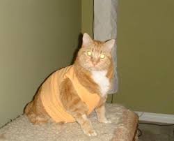 Spay and neuter surgeries are routine operations, but they're still surgeries. Post Op Baby Clothes Instead Of E Collar Experiences Thecatsite