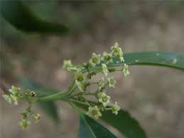 Image result for Hippocratea goetzei