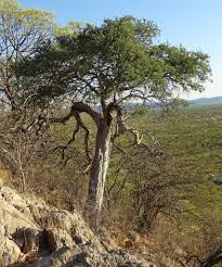 Image result for Boscia matabelensis