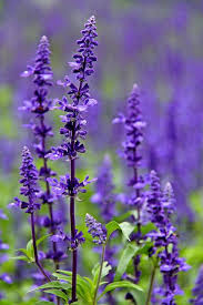 Salvia Farinacea Purple Perennials Flower Garden Salvia